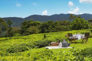 604 One and Only Honeymoon Flitterwochen 2019 Ruanda 1111503431 NyungweHouse Picnic